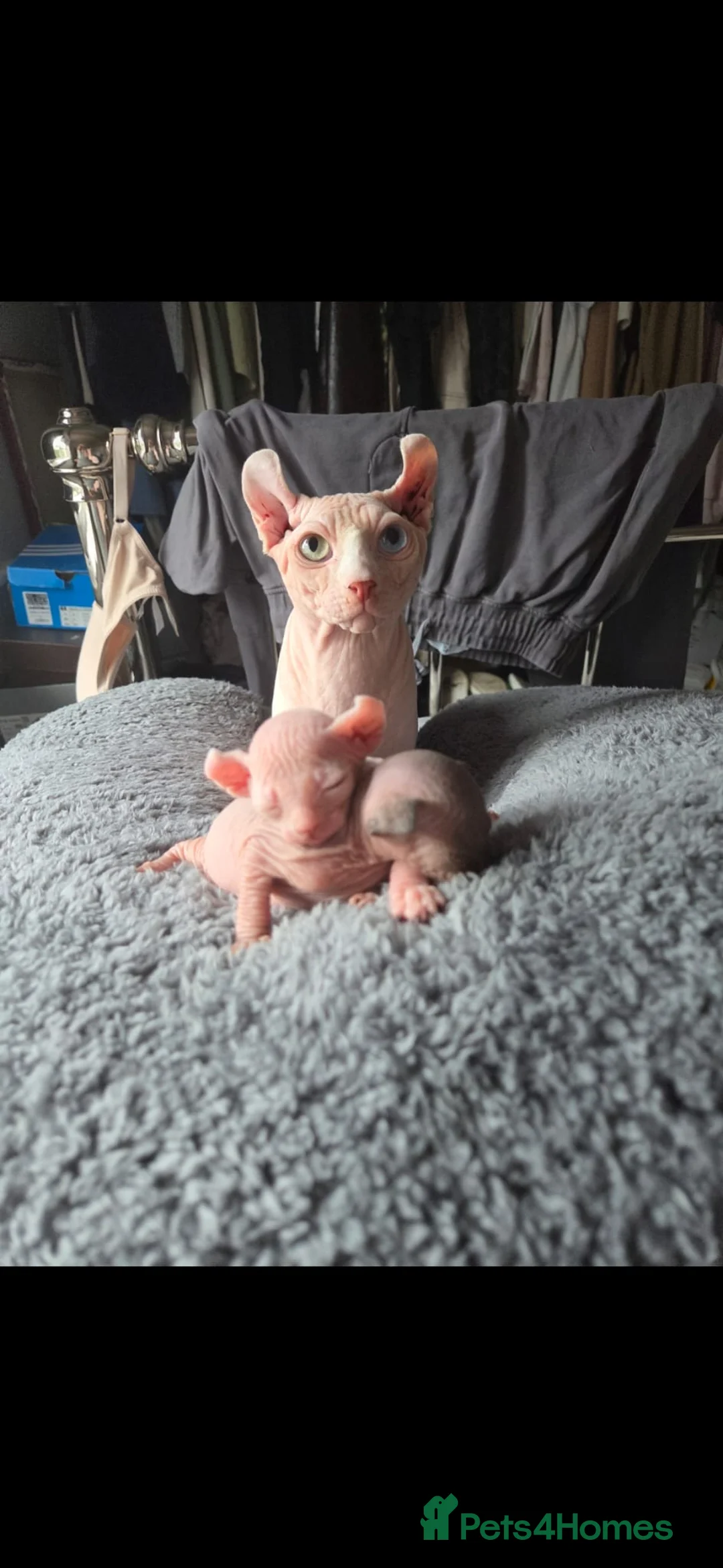 Sphynx cats for stud:  odd eyes shpynx elf ear STUD available.  in Colchester - Advert 11