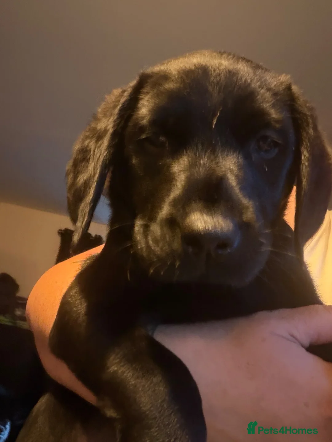 Labrador Retriever dogs for sale: Black Labrador bitch  - Advert 2
