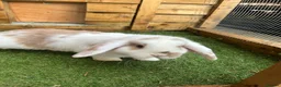 Mini Lop rabbits for sale: Purebred baby male mini lop  - Advert 13