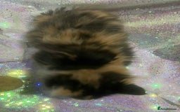 Ragdoll cats for sale: Ragdoll X  - Image 16