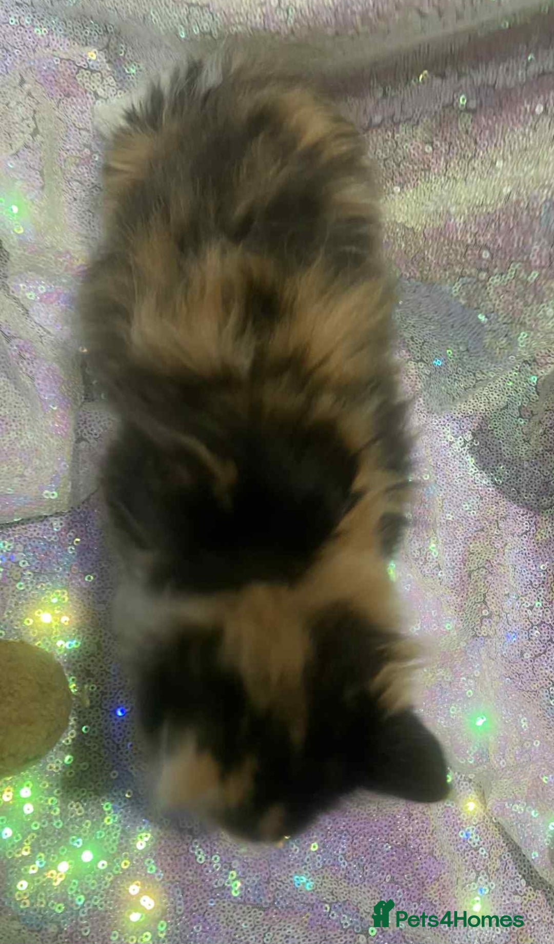 Ragdoll cats for sale: Ragdoll X  - Image 16
