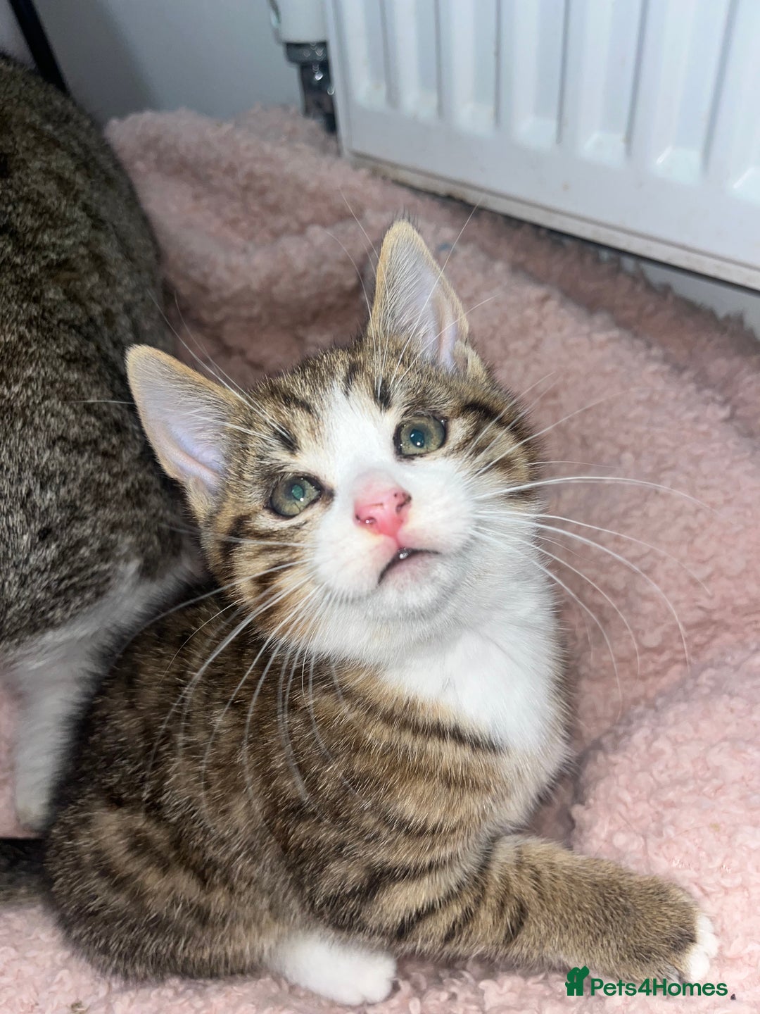 Mixed Breed cats for sale: Beautiful Half Bengal Boy Looking For His New home - Advert 2