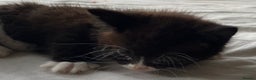 Mixed Breed cats for sale: 5 beautiful kittens  - Advert 22