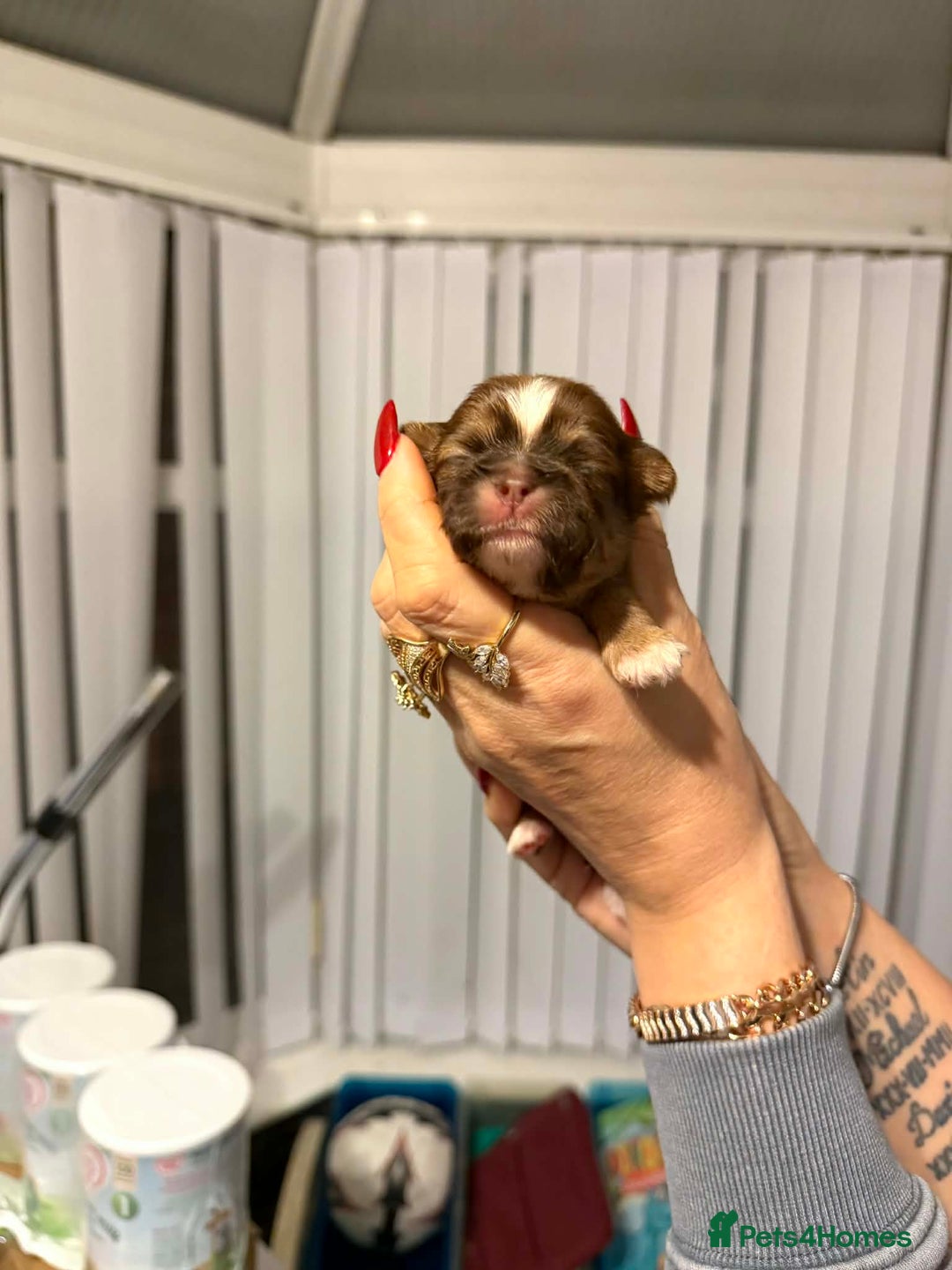 Shih Tzu dogs for sale: Imperial Shih Tzu  - Advert 4