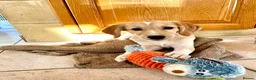Mixed Breed dogs for adoption: Maple is ready for her forever family!  in Swindon - Advert 9