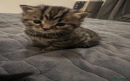 British Shorthair cats for sale: 4 Beautiful British Shorthair cross Kittens  - Image 13