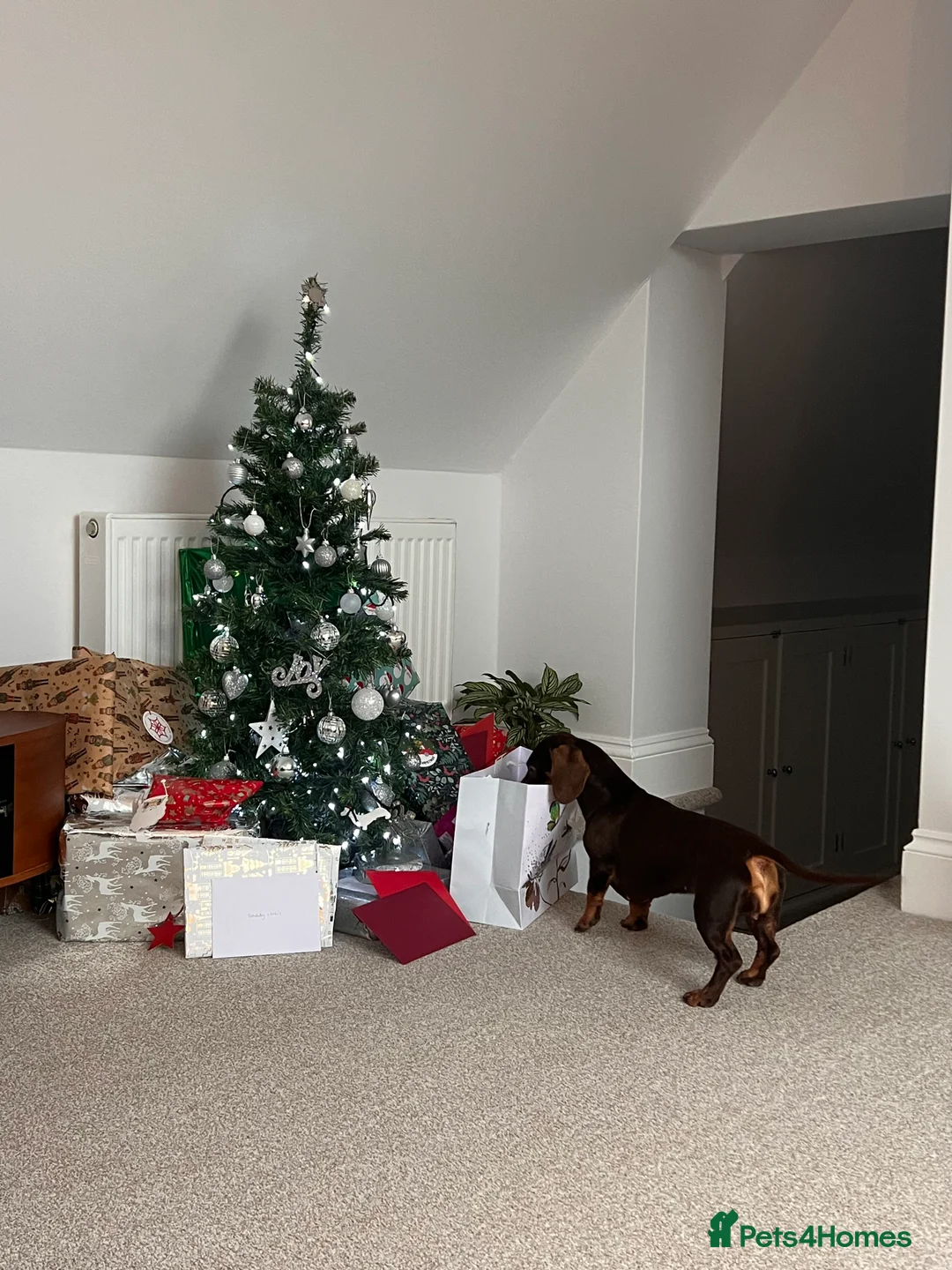 Dachshund dogs for sale: Dachshund  - Advert 7