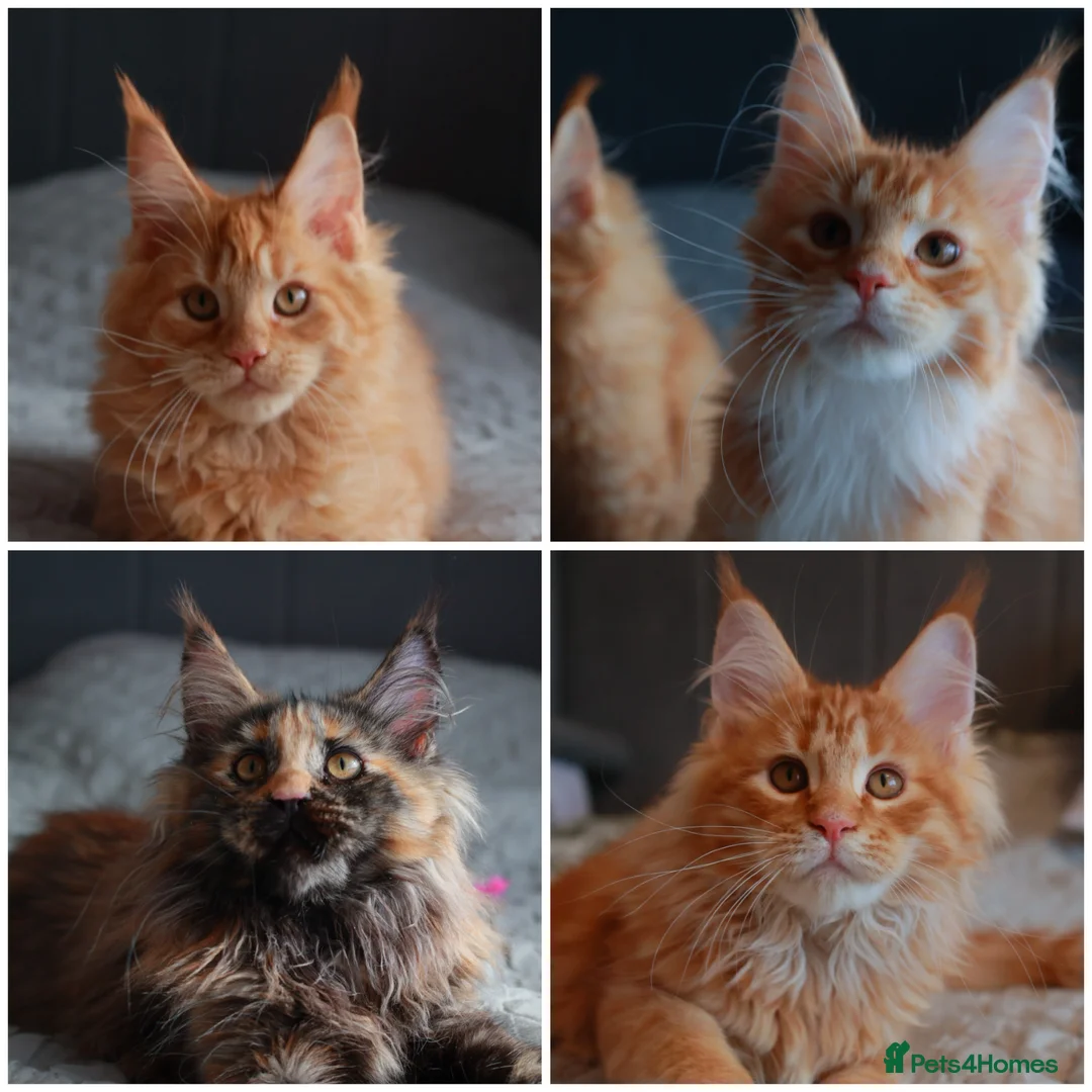 Maine Coon cats for sale: Maine coon kittens 🧡 - Advert 1