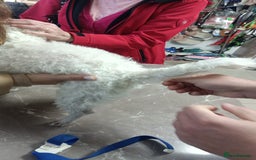 Bichon Frise dogs for adoption: Beautiful & Gentle DAISY - for a Loving Home - Image 8