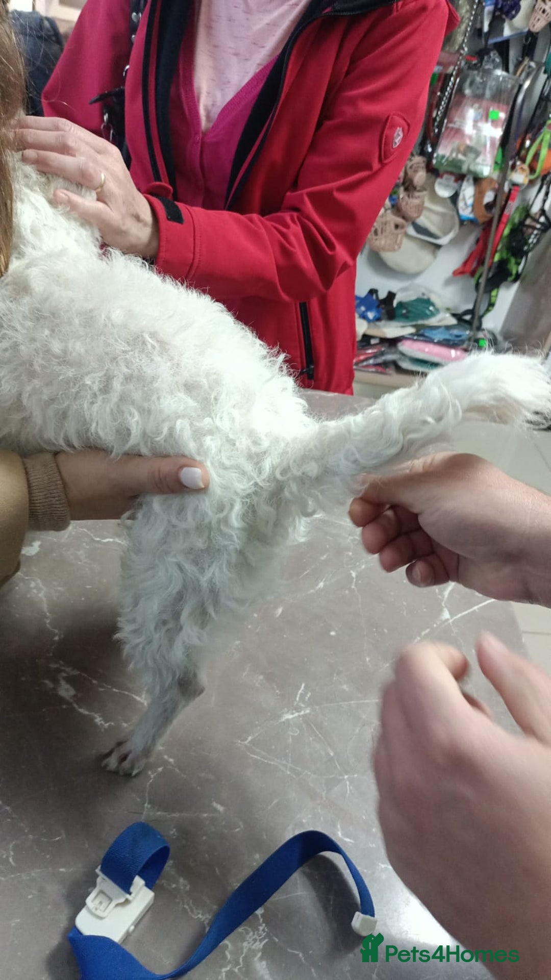 Bichon Frise dogs for adoption: Beautiful & Gentle DAISY - for a Loving Home - Image 8