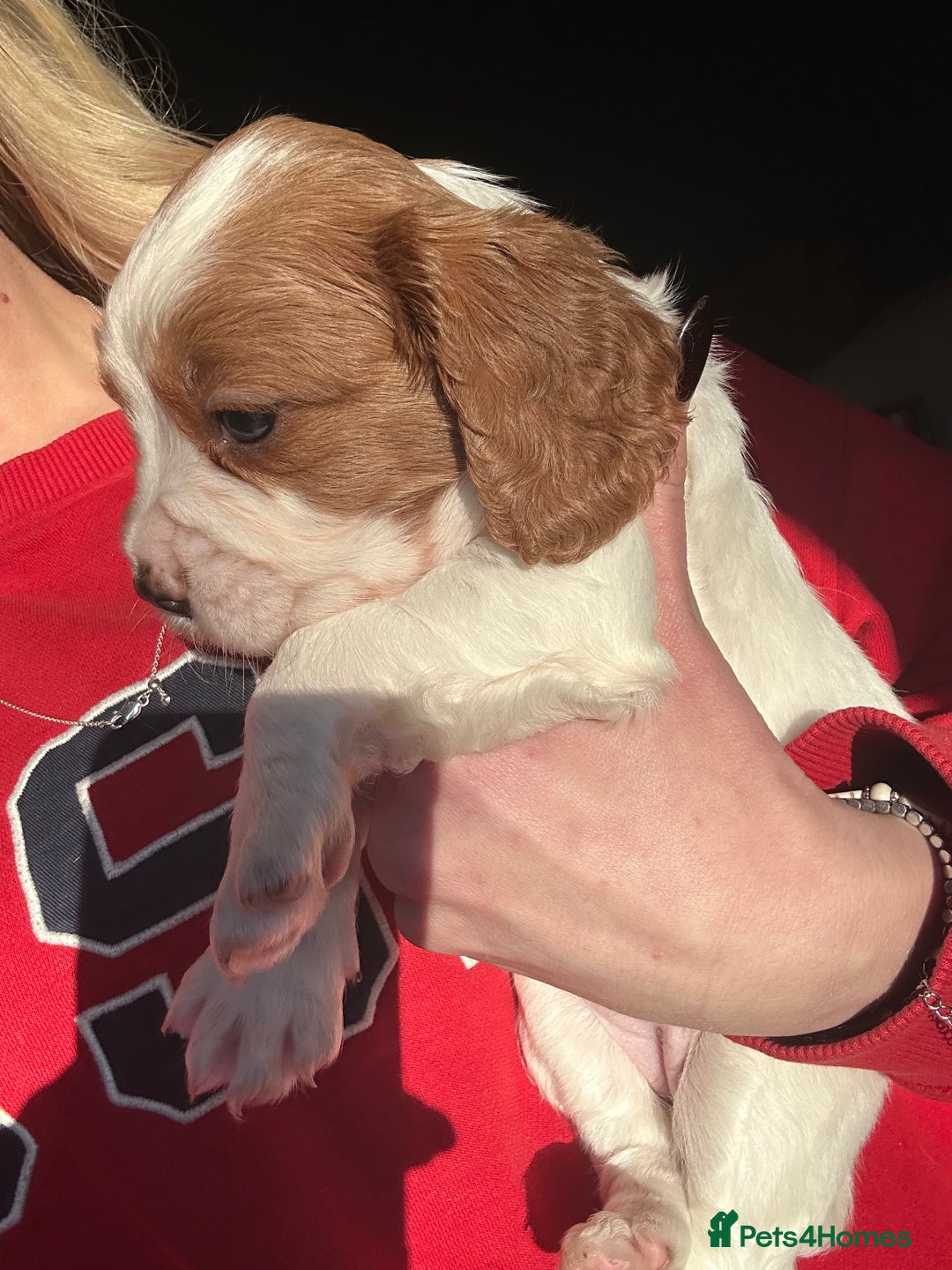 Cockalier dogs for sale: Beautiful Litter of Cavalier King Charles X Cocker - Advert 11