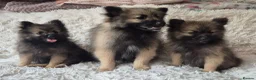 Pomeranian dogs for sale: Little pomeranian puppies  - Advert 7