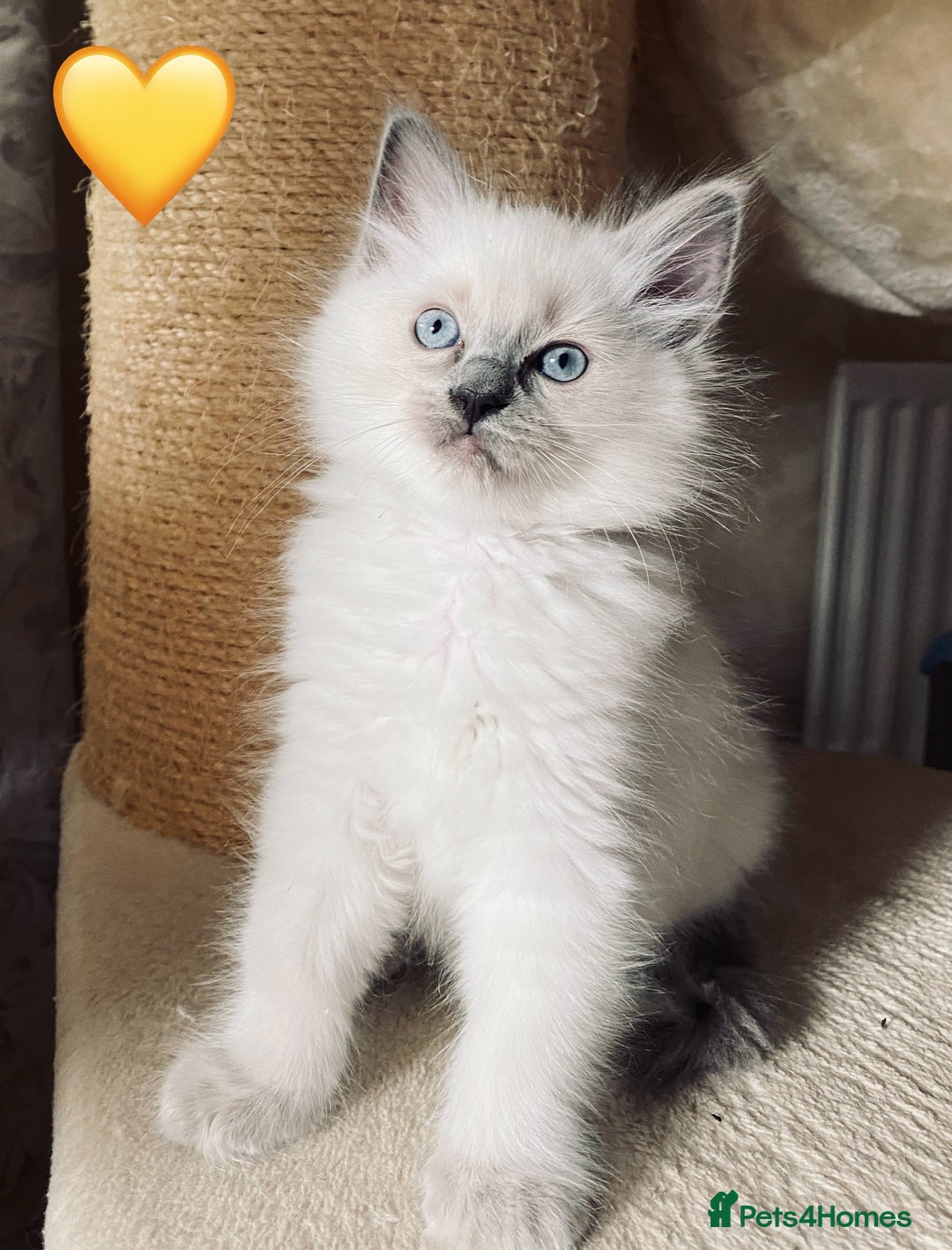 Ragdoll cats for sale: Ragdoll kittens one girl available  - Image 25