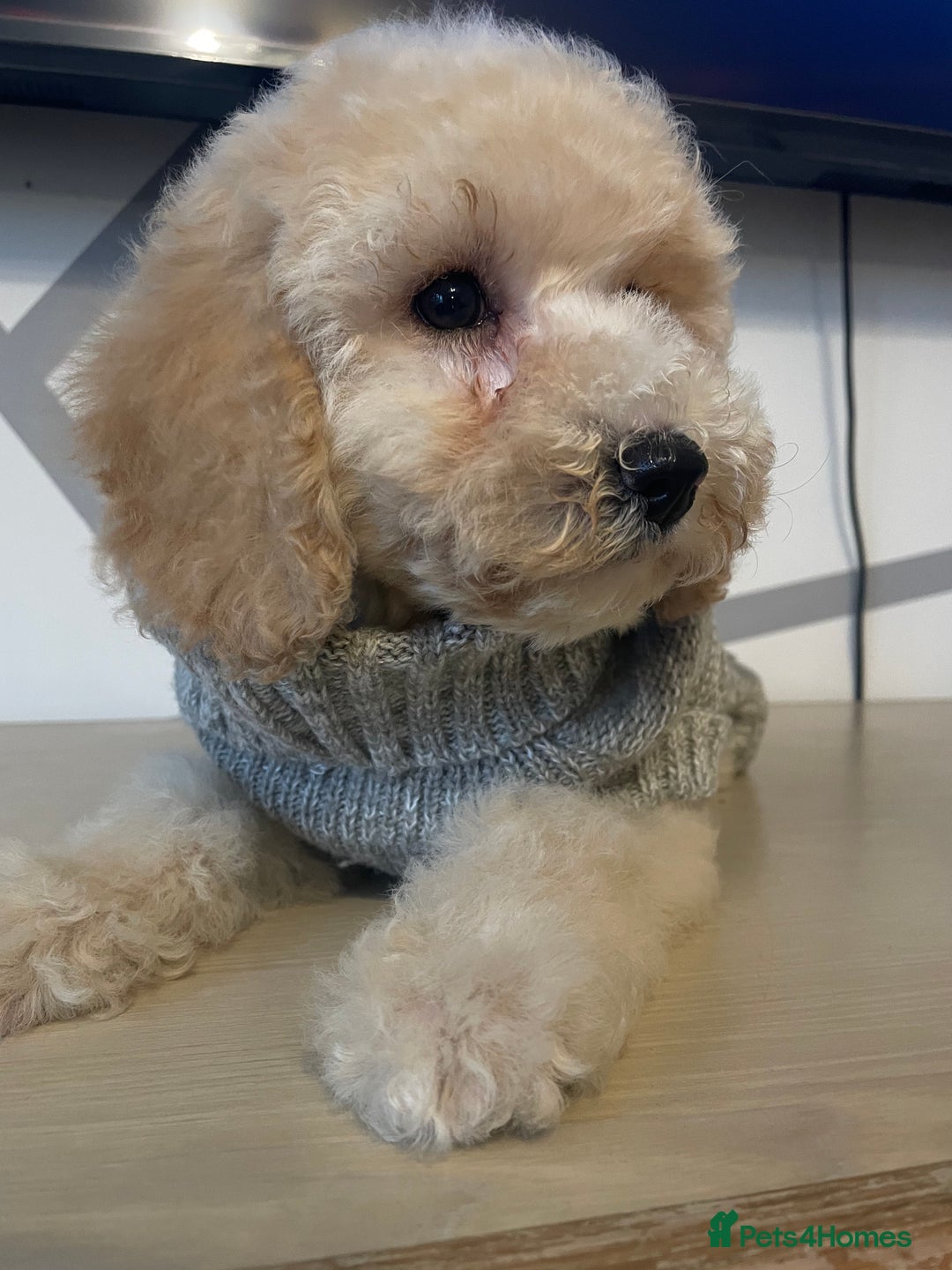 Cockapoo dogs for sale: Cockapoo F2 beautiful puppies ready to go  - Image 16