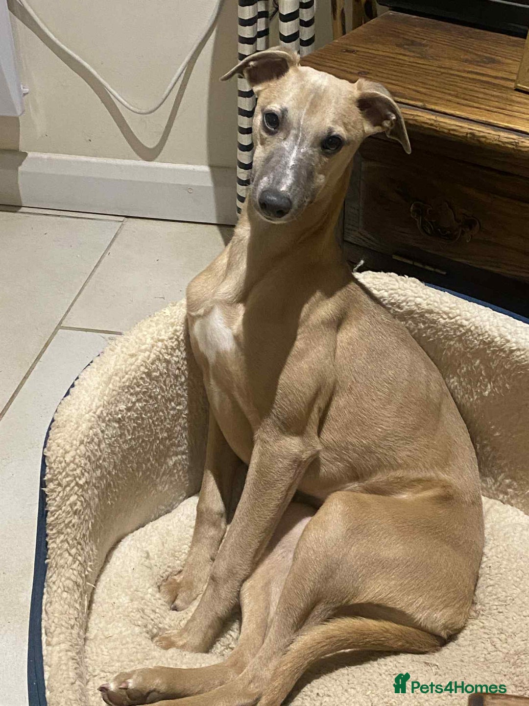 Whippet dogs for sale: 4 beautiful whippet puppies - Advert 20
