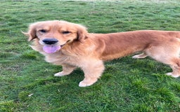 Golden Retriever dogs for stud: Stunning American line golden retriever stud dog  - Image 2