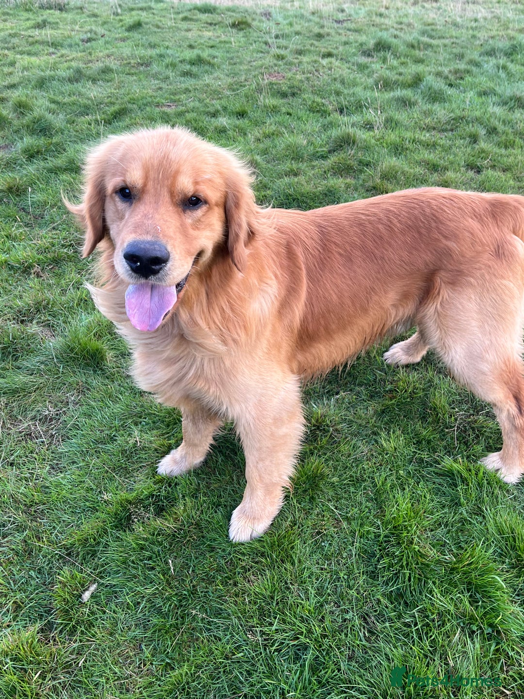 Golden Retriever dogs for stud: Stunning American line golden retriever stud dog  - Image 2
