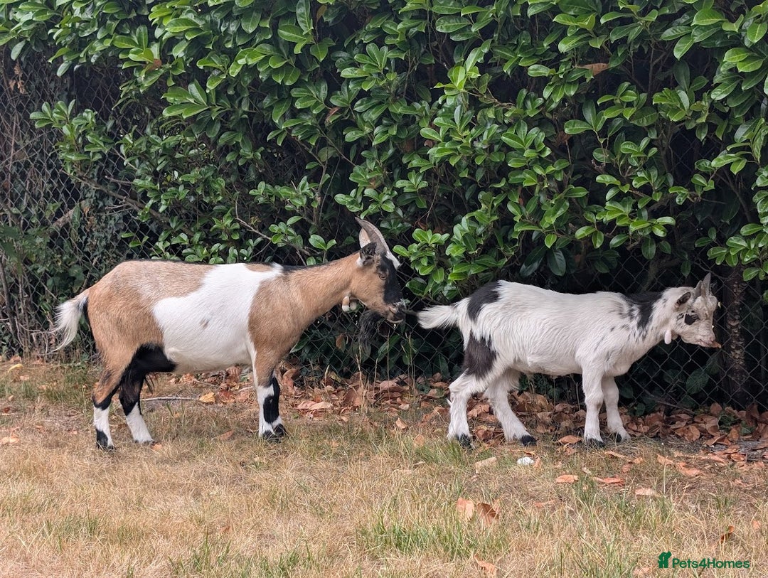 Goats livestock for sale: Baby Pygmy Goats – 2 Girls & 1 Boy (Neutered) - Image 5