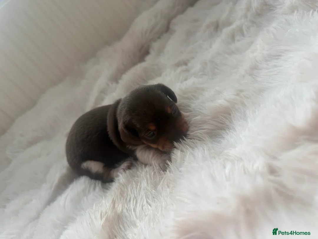 Chiweenie dogs for sale: Miniature dachshund cross Chihuahua Chiweenies in Corby - Advert 2