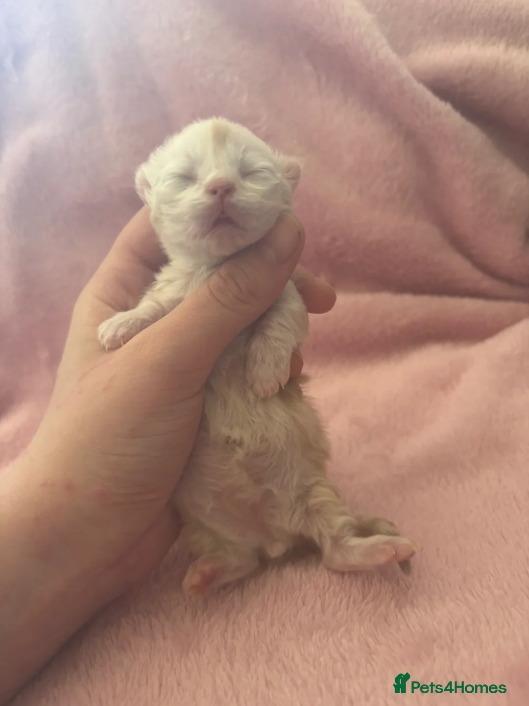 Munchkin cats for sale: Two stunning red silver male munchkins  - Advert 2