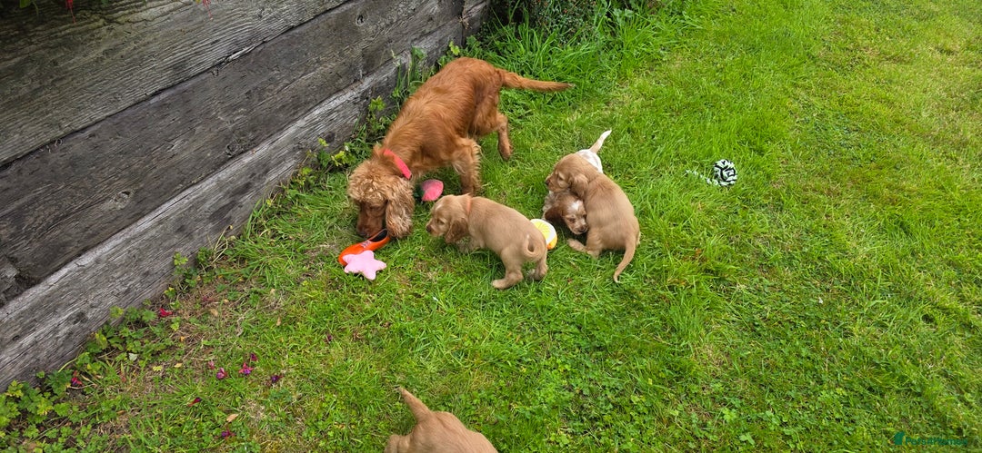 Cocker Spaniel dogs for sale: ⭐️ Show Type Cocker Spaniels ⭐️ - Image 8