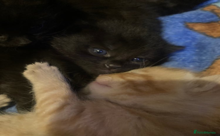 Mixed Breed cats - Advert 4