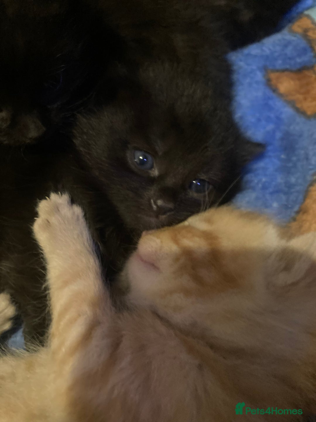 Mixed Breed cats for sale: 5 beautiful chunky kittens - Image 1