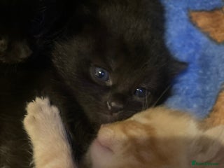 Mixed Breed cats 5 beautiful chunky kittens - Advert 12