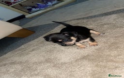 Chihuahua dogs for sale: Chihuahua puppies  - Image 3