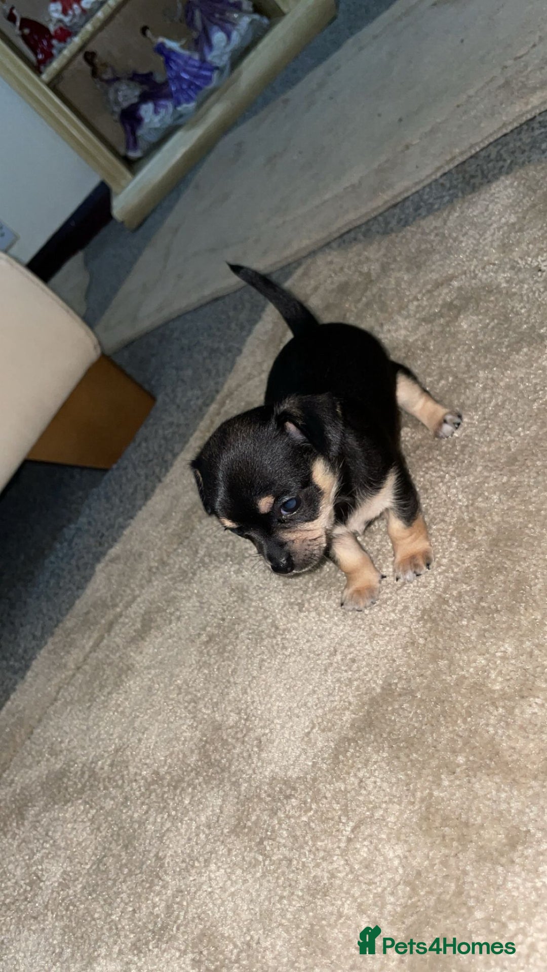 Chihuahua dogs for sale: Chihuahua puppies  - Image 3