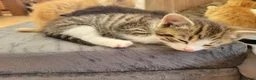 Mixed Breed cats for sale: Gorgeous male kittens - Advert 3