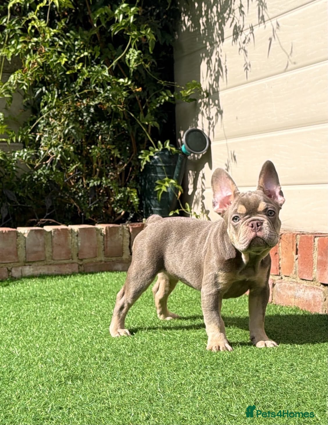 French Bulldog dogs KC French bulldog puppy  - Advert 1