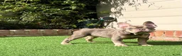 French Bulldog dogs for sale: KC French bulldog puppy  - Advert 3