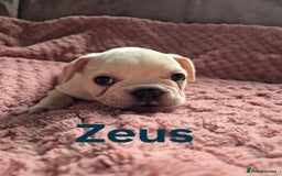 French Bulldog dogs for sale: French bulldog pups ❤️ - Image 14