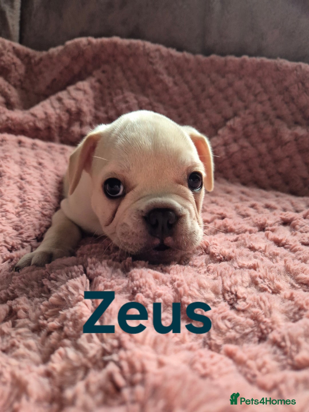 French Bulldog dogs for sale: French bulldog pups ❤️ - Image 14