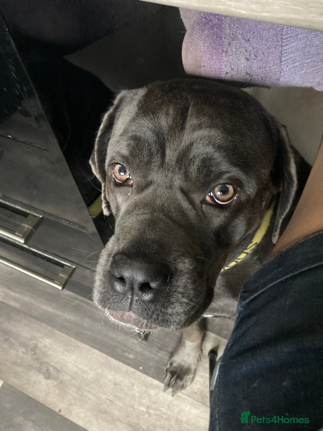 Cane Corso dogs for sale: Big furry floofballs - Advert 2