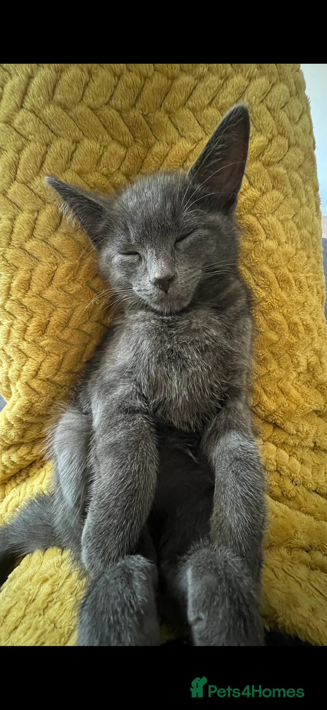Chartreux cats for stud: Handsome BSH mix for Stud  in London - Advert 13