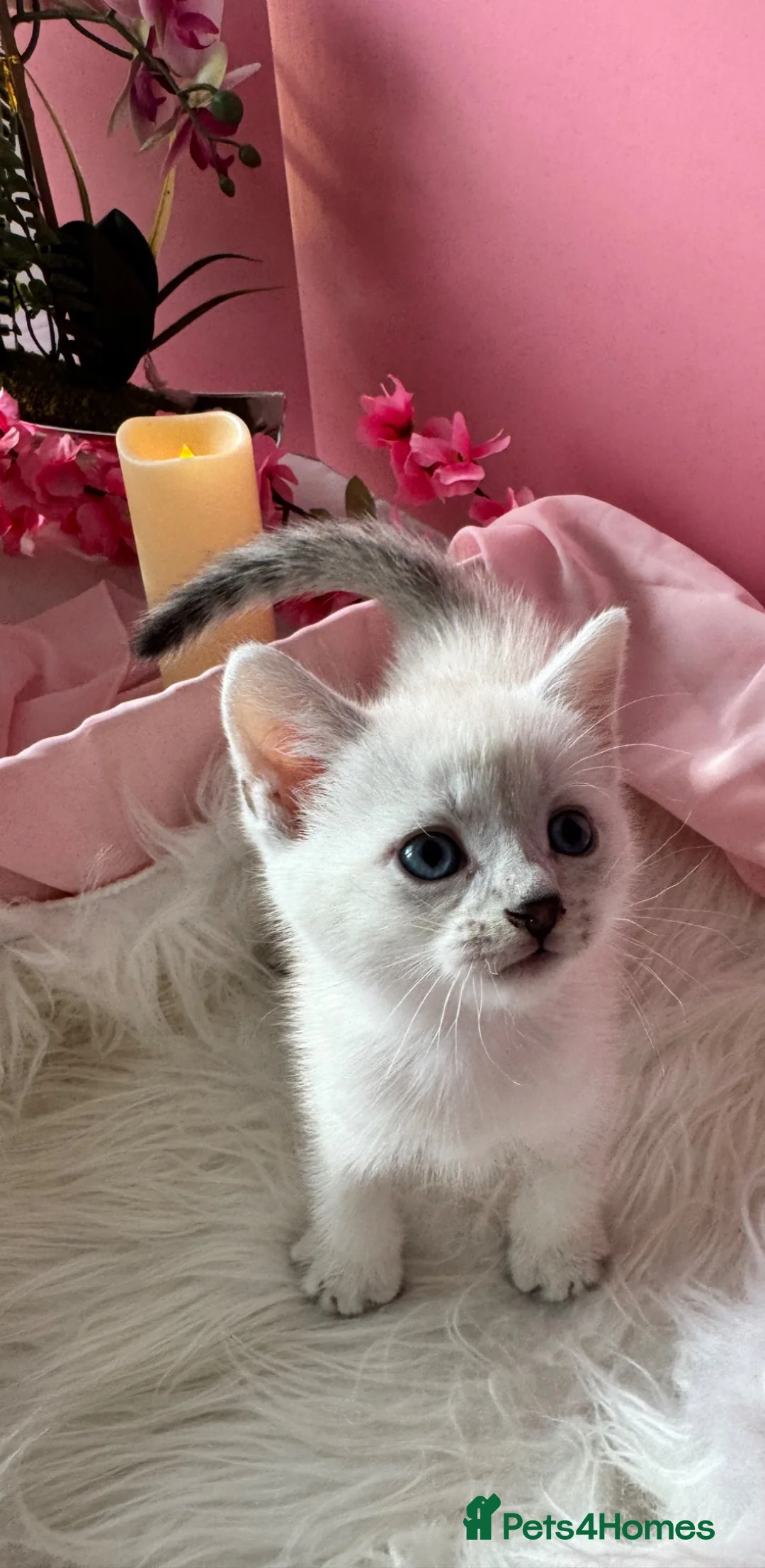 Egyptian Mau cats for sale: TICA Reg Egyptian MAU x Bengal x BSH unique coat in Southampton - Advert 1