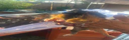 Guinea Pig rodents for sale: Guinea pigs for sale - Advert 3