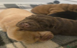 Chow Chow dogs for sale: Chocolate chow chow puppies  - Advert 3