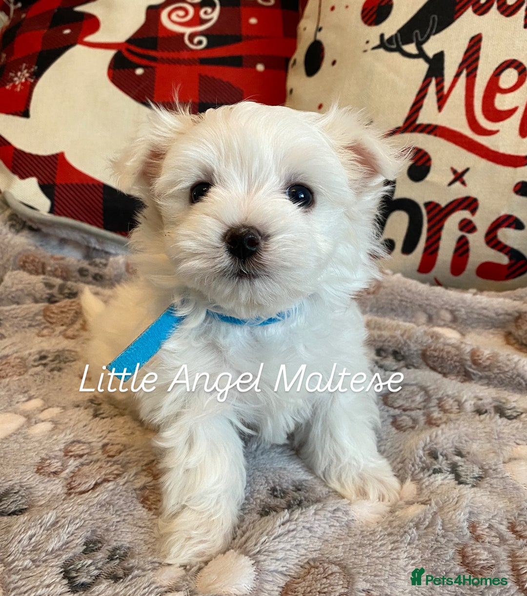 Maltese dogs for sale: ✨ Outstanding KC half-Korean Maltese Puppies ✨ - Advert 26
