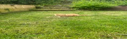Mixed Breed cats for sale: Mixed Exotic Kittens in Torpoint - Advert 3