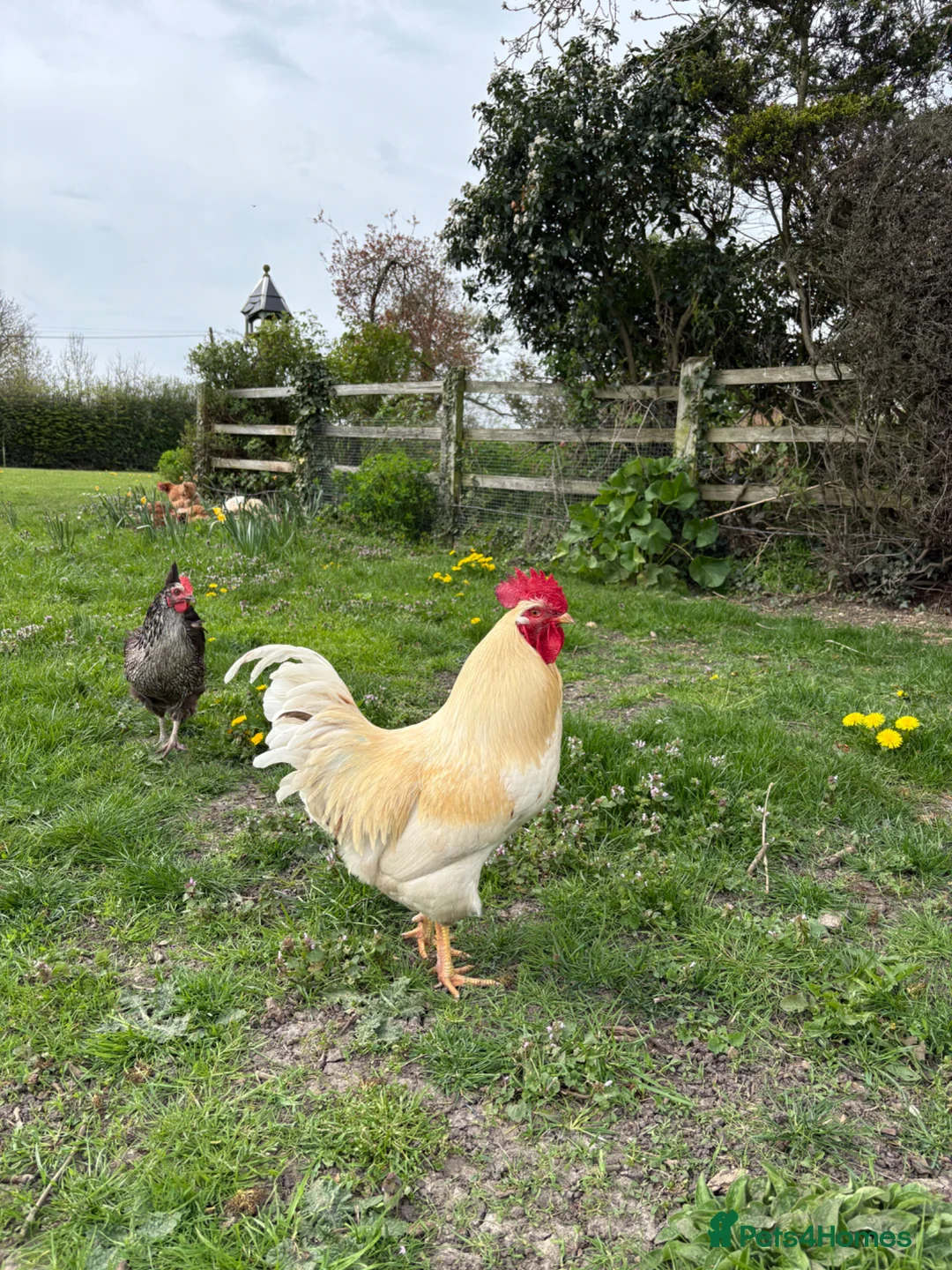 Chickens poultry for sale: Cockeral for sale. in Radlett - Advert 2