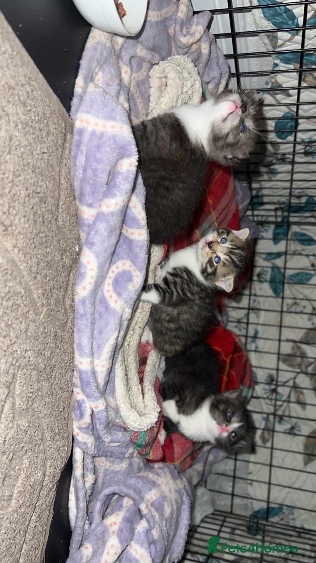 Scottish Fold cats Scottish fold x British fold kittens  - Advert 2