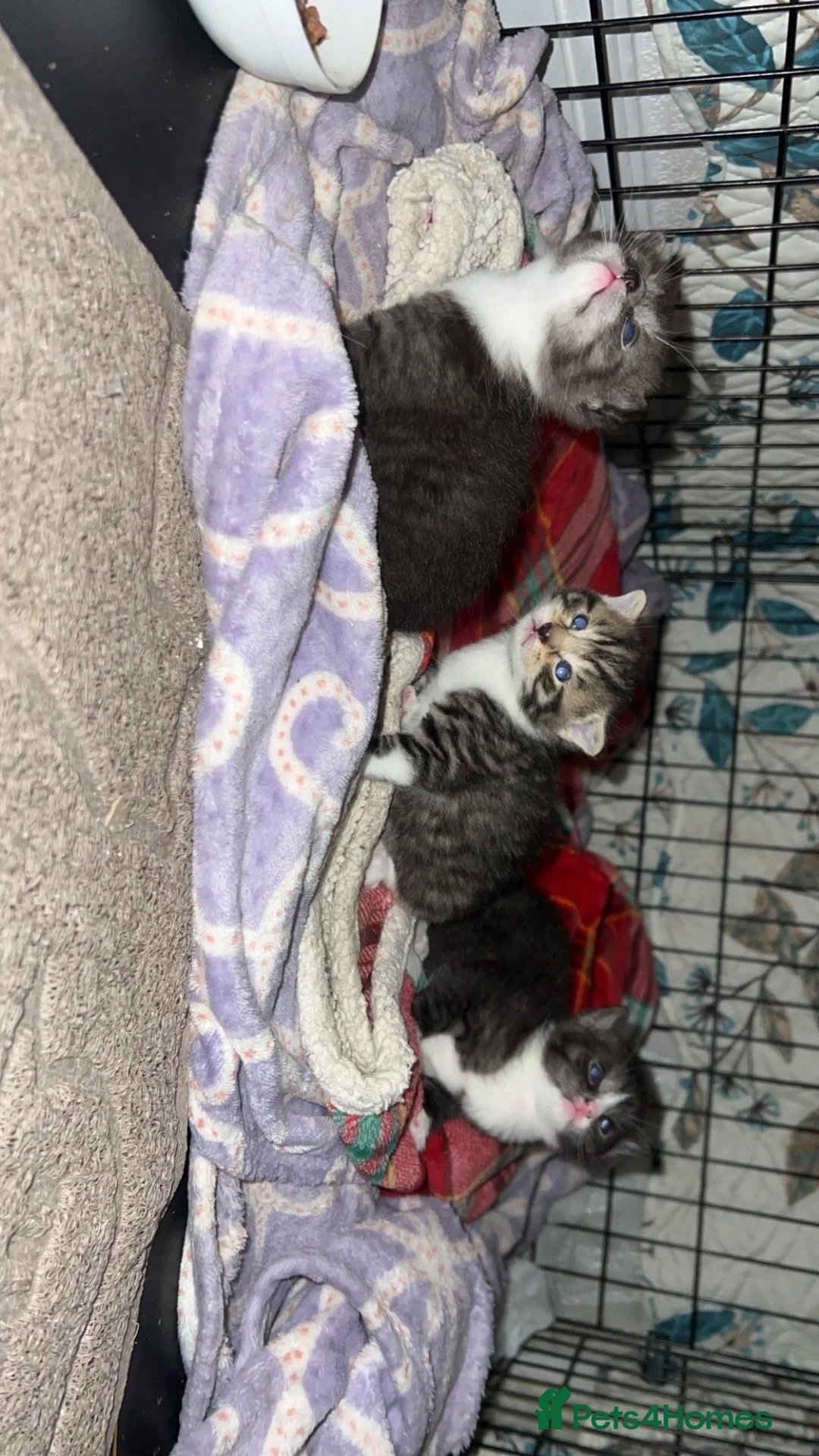 Scottish Fold cats for sale: Scottish fold x British fold kittens  - Advert 2