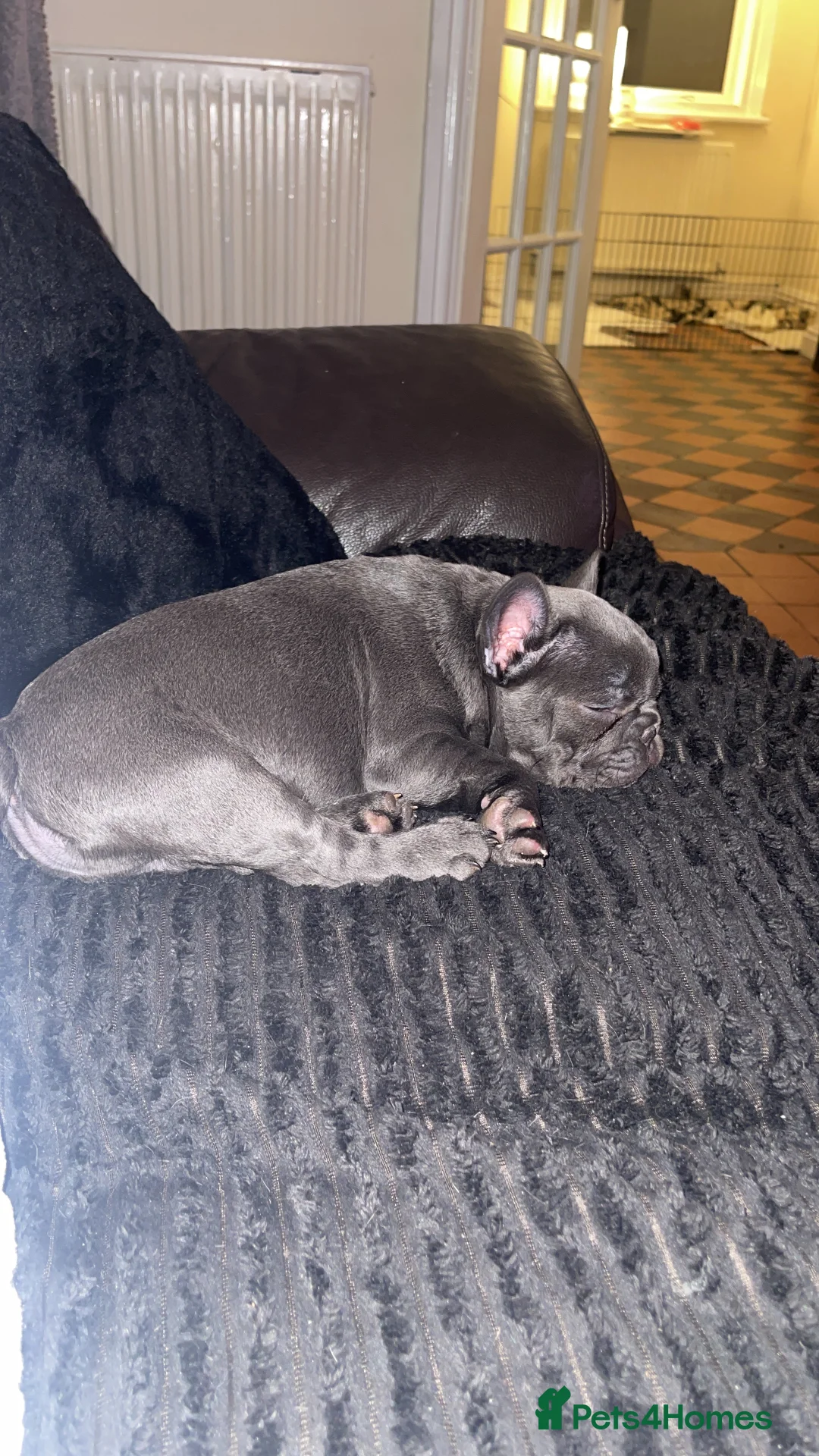 French Bulldog dogs for sale: Grey French Bulldog Male in Deeside - Advert 4