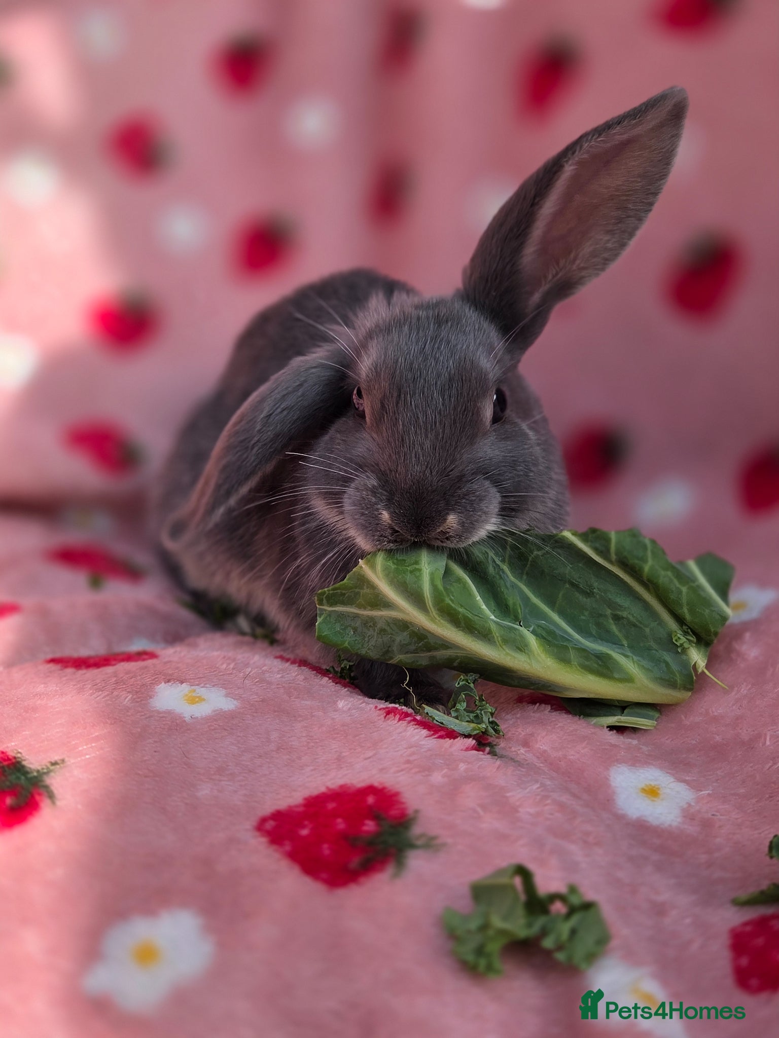 Mini Lop rabbits Very Tame 9wk old smokey blue otter plush mini lop - Advert 1