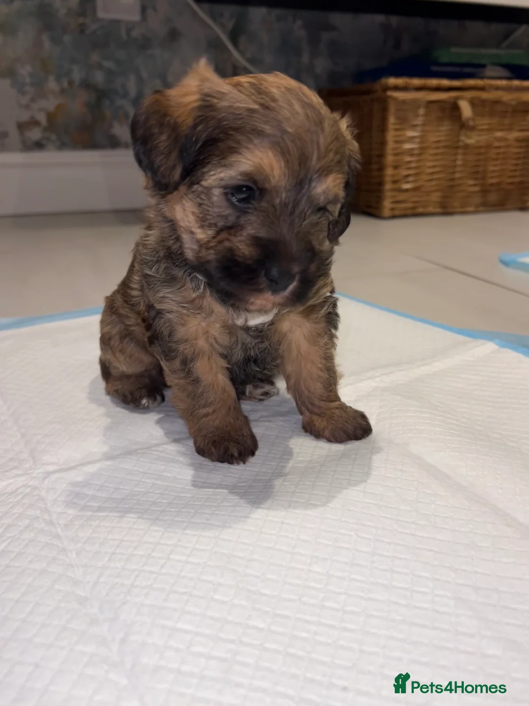 Mixed Breed dogs for sale: Borderpoo pups for sale(borderterrier x toypoodle) in Manchester - Advert 12