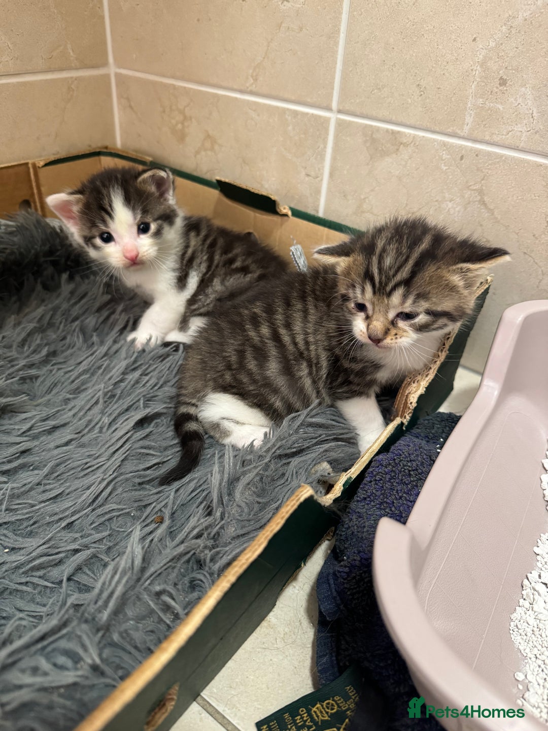 Mixed Breed cats for sale: 3 beautiful kittens  - Image 12