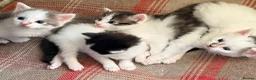 Mixed Breed cats for sale: Beautiful fluffy kittens  - Advert 11